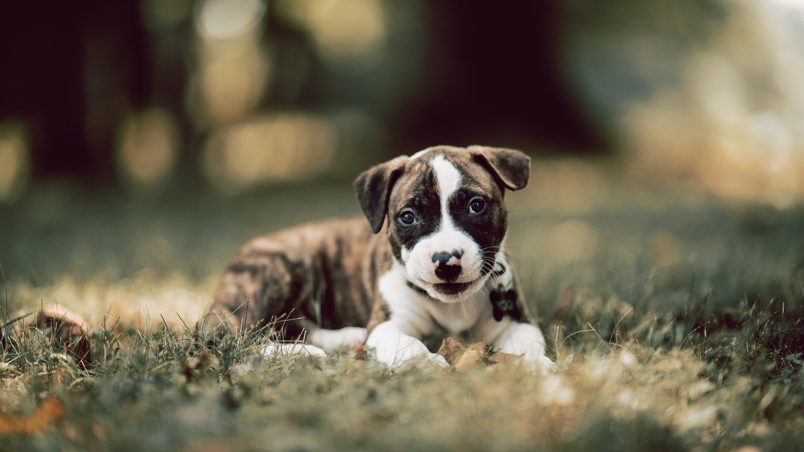 雷火电竞网址-解码小贾伦爆发与广东队锁死勇士，一场篮球宇宙的奇妙误读与技术互鉴